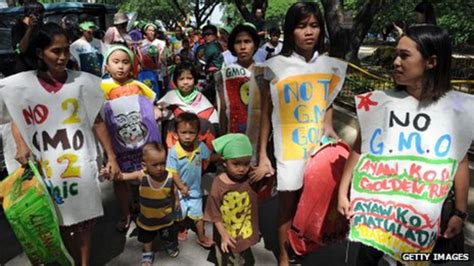 'Golden rice' GM trial vandalised in the Philippines .